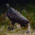  Batfish  